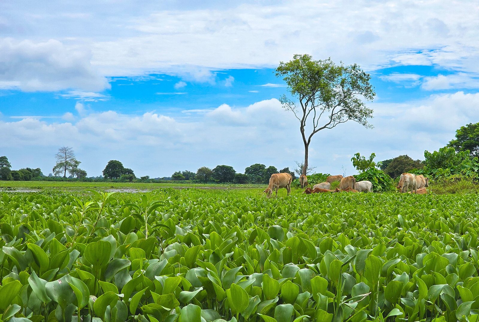 View of Pohu Garh in Sivasagar district, Assam, the district worst affected by the current floods